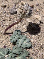 Cymopterus globosus