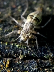 Mesopsocus immunis