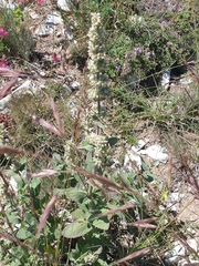Nepeta italica