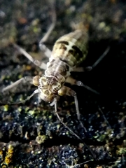 Mesopsocus immunis