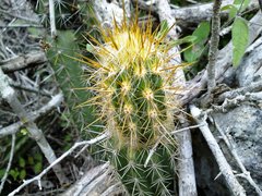 Pilosocereus gaumeri