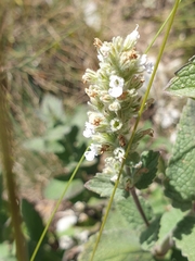 Nepeta italica
