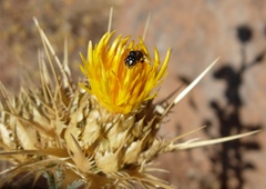 Exoneuridia libanensis