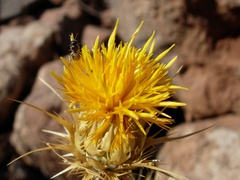 Exoneuridia libanensis