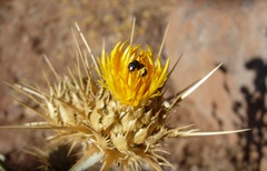Exoneuridia libanensis