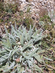Astragalus densifolius