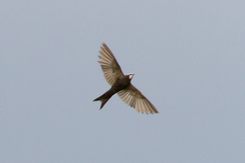 White-headed Sawwing