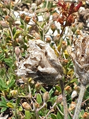 Astragalus densifolius