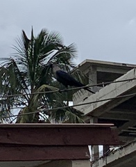 Corvus splendens