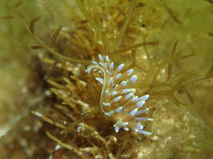 Phyllodesmium macphersonae