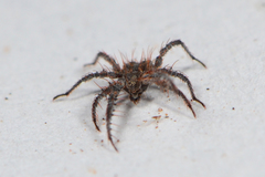 Microcaeculus