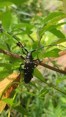 Anoplophora glabripennis