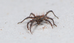 Microcaeculus