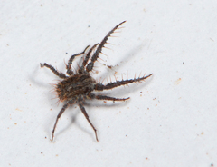 Microcaeculus