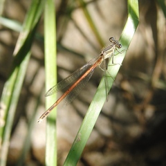 Platycnemis acutipennis