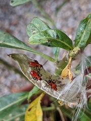 Oncopeltus fasciatus