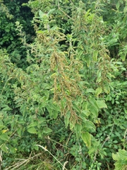 Urtica dioica