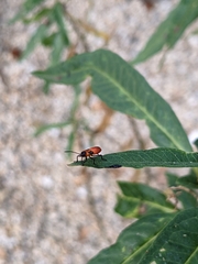 Oncopeltus fasciatus