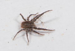 Microcaeculus