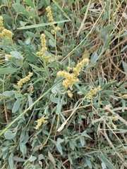 Atriplex portulacoides