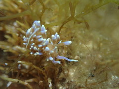 Phyllodesmium macphersonae