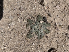 Glyptopleura marginata