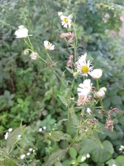 Erigeron annuus