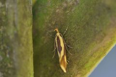 Harpella forficella