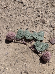 Cymopterus globosus