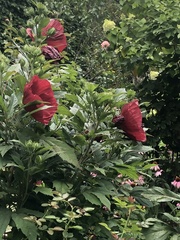 Hibiscus