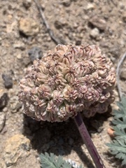 Cymopterus globosus