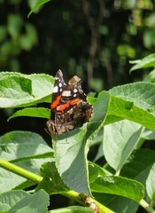 Vanessa atalanta