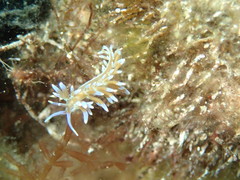 Phyllodesmium macphersonae