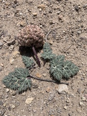 Cymopterus globosus