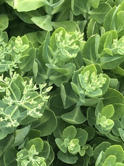 Hylotelephium