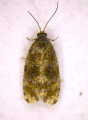 Olethreutes astrologana