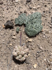 Cymopterus globosus