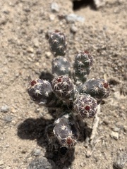 Micropuntia pulchella
