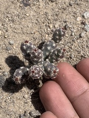 Micropuntia pulchella