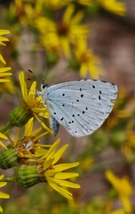 Celastrina argiolus
