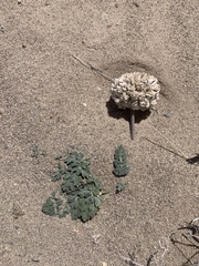 Cymopterus globosus