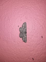 Ophthalmitis caritaria