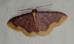 Lophosis labeculata