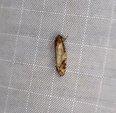 Platphalonidia
