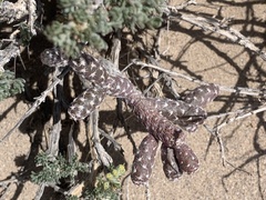 Micropuntia pulchella