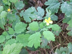 Chelidonium majus