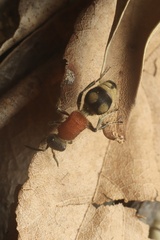 Eotrogaspidia auroguttata