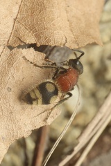 Eotrogaspidia auroguttata
