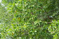 Rhizophora apiculata