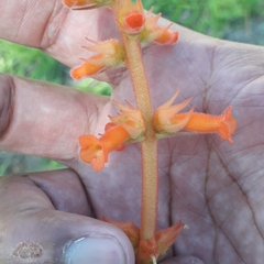 Sinningia allagophylla